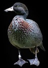 Whio - NZ's rare blue duck